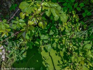 La Fontaine de Dévotion