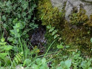 La Fontaine Guillaume