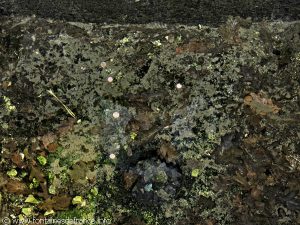 La Fontaine St-Clair