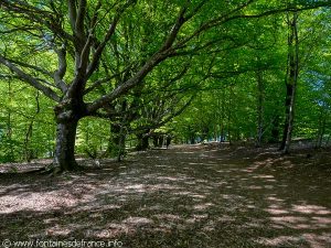 L'allée de Hêtres