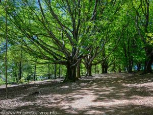 L'allée de Hêtres