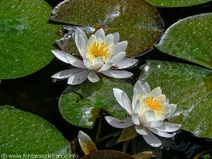 Duo de Nénuphars