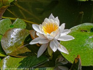 Fleur de nénuphar