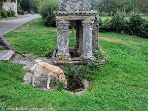 Ce chien apprécie de se désaltérer