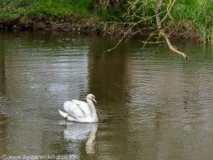 Le Cygne