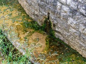 Le Nymphée du Parc de Scey